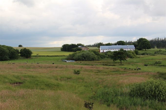 Lergravene i forgrunden - overdrevsjord med får med Leregården som baggrund
